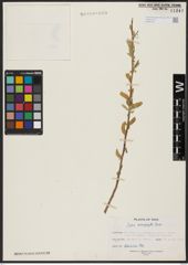 Foto von Salix acmophylla Boiss.